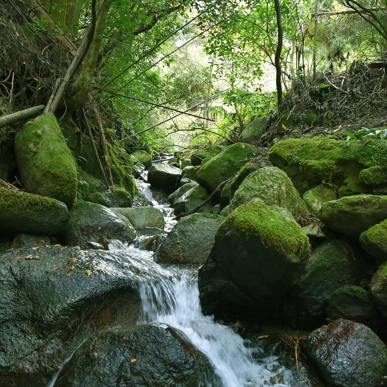 雷山川源流